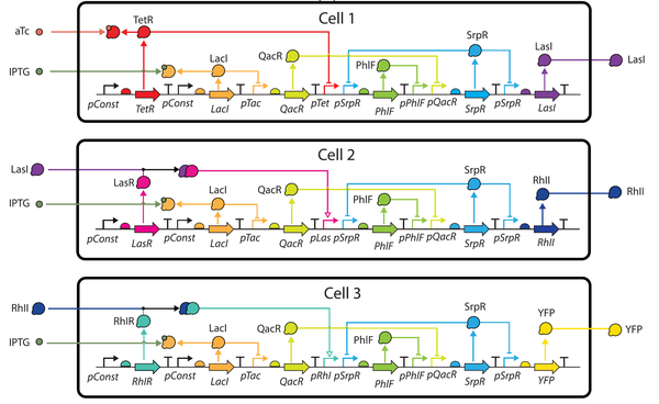 Design of Asynchronous Genetic Circuits